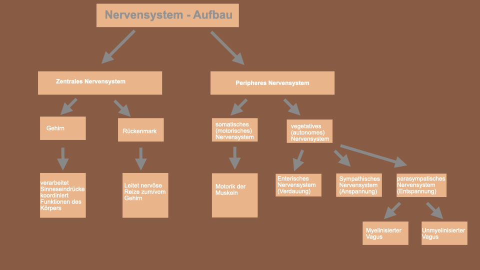 Nervensystem.001